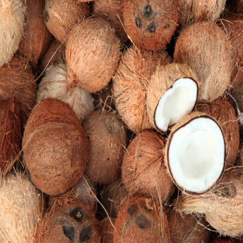Coconut